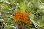 10 CANARY ISLAND Date PALM Phoenix Canariensis Tree Seeds