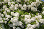 30 EUROPEAN CRANBERRY / SNOWBALL Tree Guelder Rose Viburnum Opulus Red Fruit White Flower Seeds