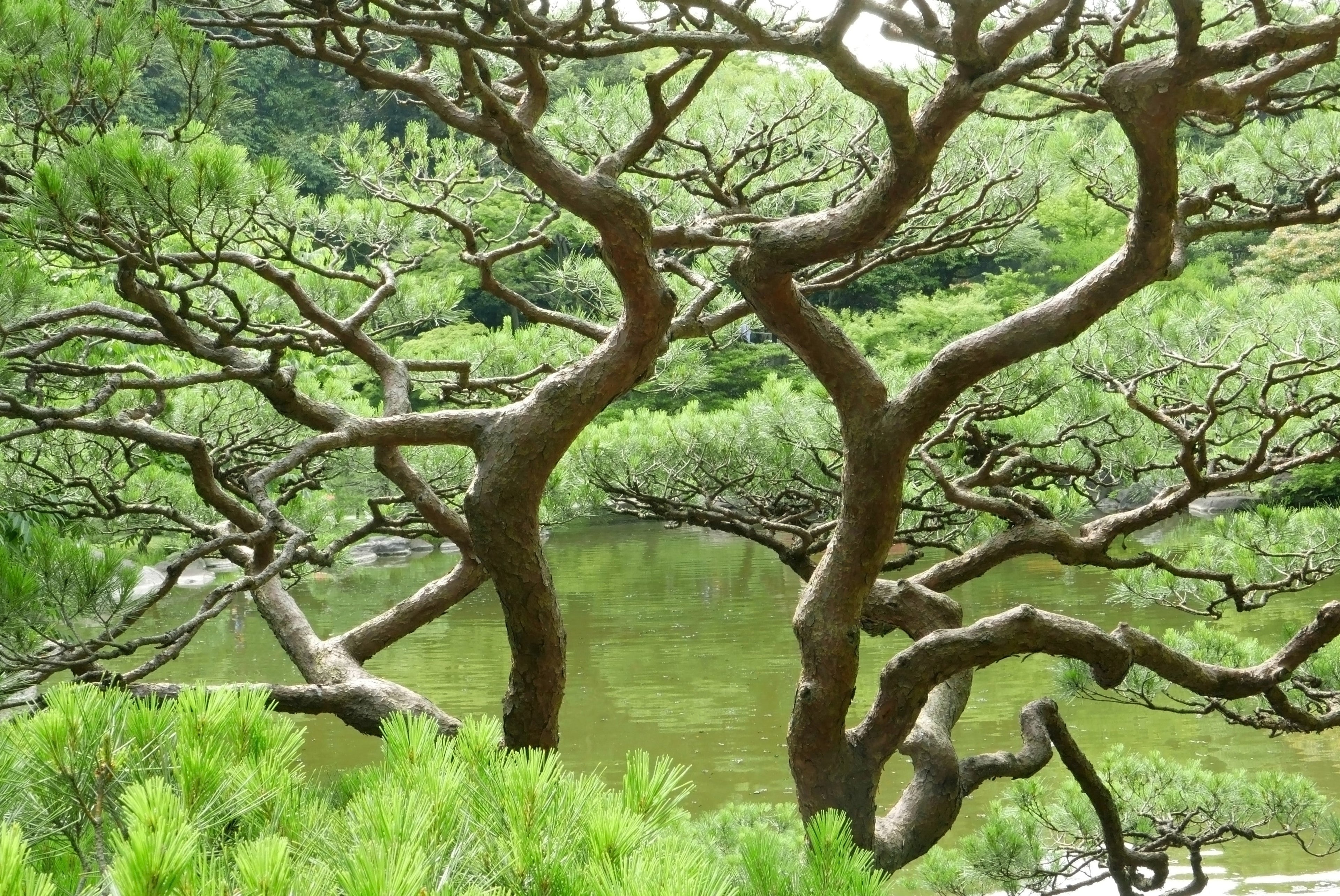 10 Japanese BLACK PINE TREE Evergreen Pinus Thunbergii Seeds