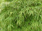 10 WEEPING LACELEAF MAPLE Japanese Acer Palmatum Dissectum Green Yellow Red Tree Seeds