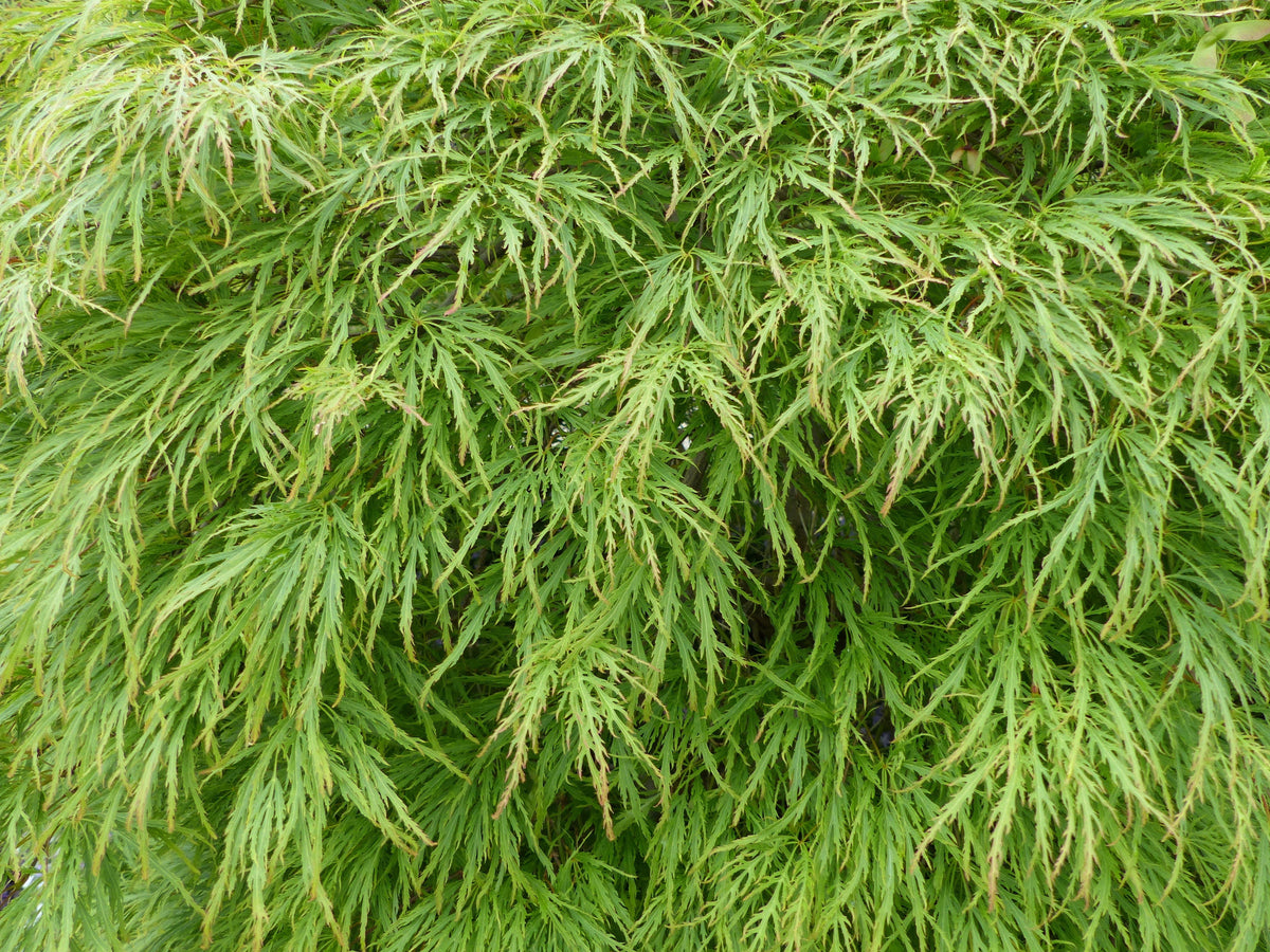 10 WEEPING LACELEAF MAPLE Japanese Acer Palmatum Dissectum Green Yellow Red Tree Seeds