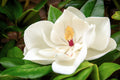 10 SOUTHERN MAGNOLIA TREE 12" White Flowers Native Grandiflora Bull Bay Seeds