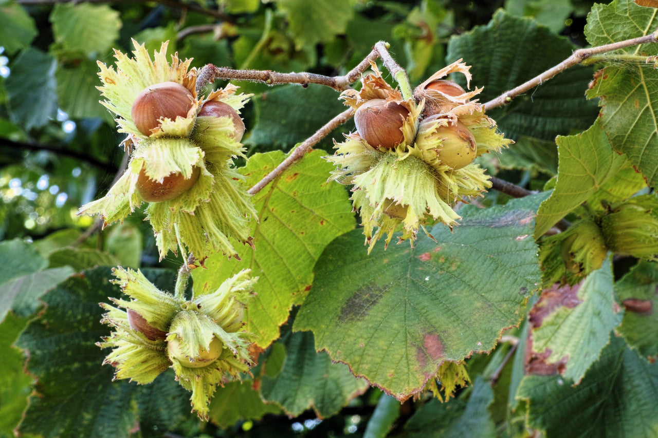 5 AMERICAN HAZELNUT TREE aka Filbert Corylus Americana Fruit Nut Seeds