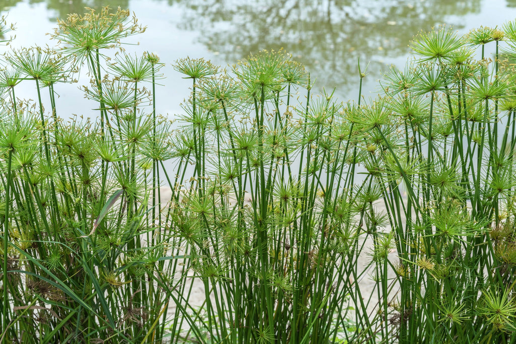 20 Cyperus PAPYRUS Paper Reed Water Plant Egyptian Nile Grass Yellow Flower Seeds