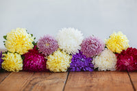 30 MIXED PAEONY ASTER Callistephus Peony Red Pink White Blue Purple Yellow Coral Apricot French Flower Seeds