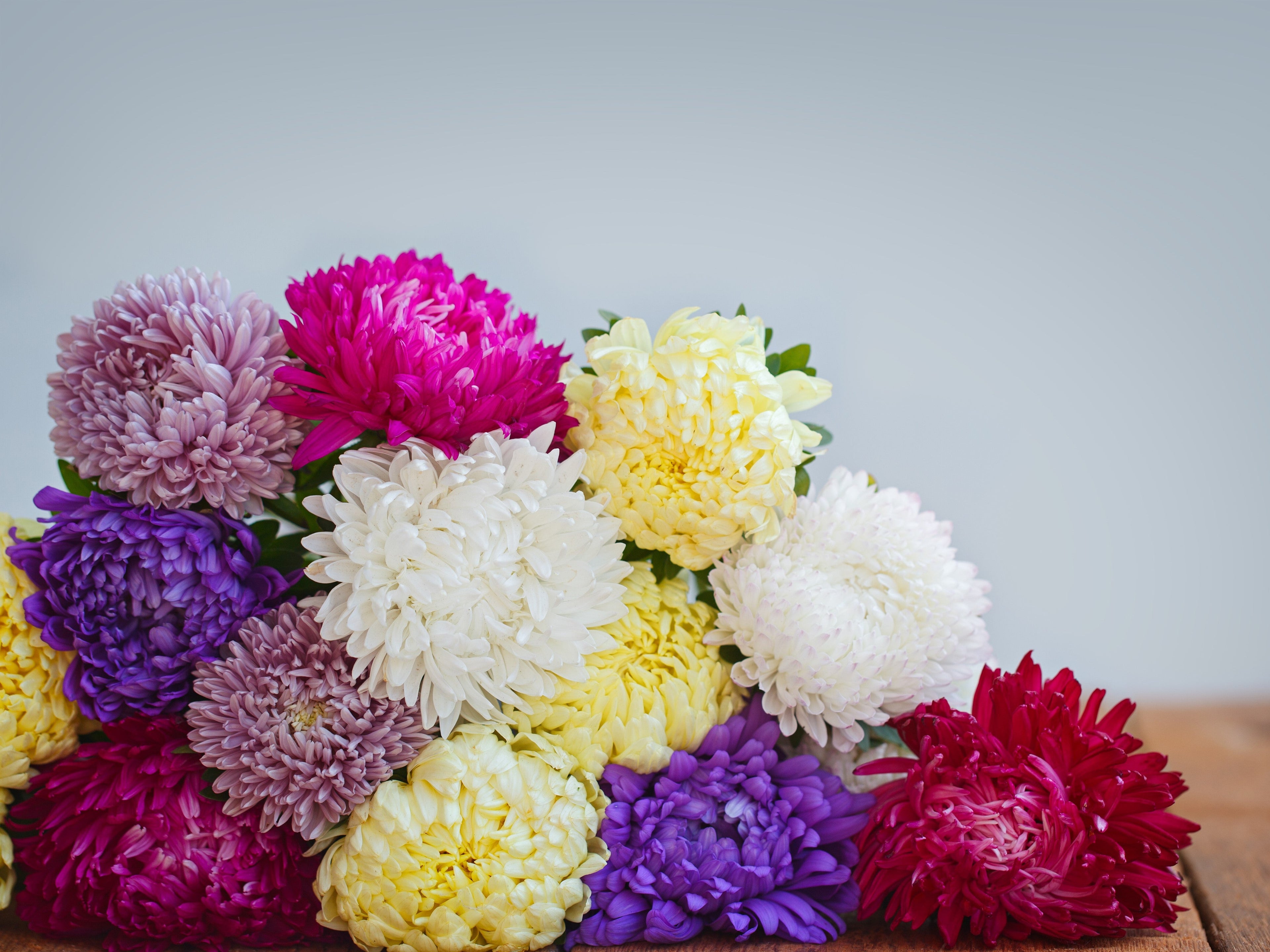 30 MIXED PAEONY ASTER Callistephus Peony Red Pink White Blue Purple Yellow Coral Apricot French Flower Seeds
