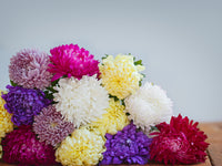 30 MIXED PAEONY ASTER Callistephus Peony Red Pink White Blue Purple Yellow Coral Apricot French Flower Seeds