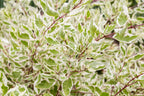 25 FIRE and ICE DOGWOOD Cornus Alba Shrub Tree Variegated Red Bark White Berry & Flower Seeds