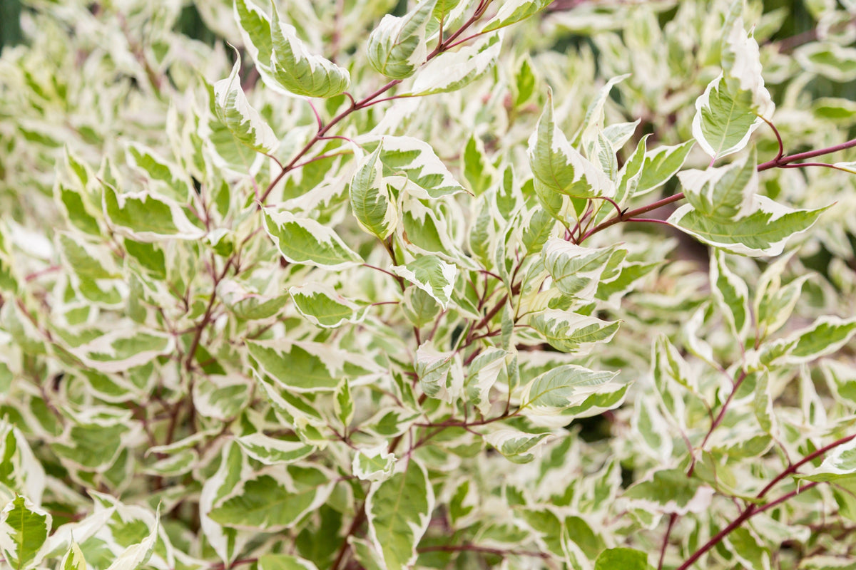 25 FIRE and ICE DOGWOOD Cornus Alba Shrub Tree Variegated Red Bark White Berry & Flower Seeds