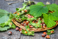 5 AMERICAN HAZELNUT TREE aka Filbert Corylus Americana Fruit Nut Seeds