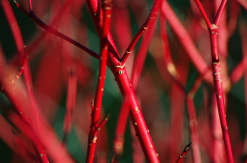 25 FIRE and ICE DOGWOOD Cornus Alba Shrub Tree Variegated Red Bark White Berry & Flower Seeds