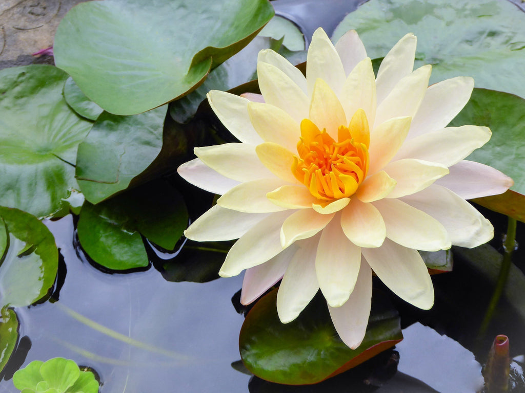 3 Organic Mixed Colors LOTUS Nelumbo Nucifera Pond Water Lily Lilypad Blue Red Flower Large Seeds