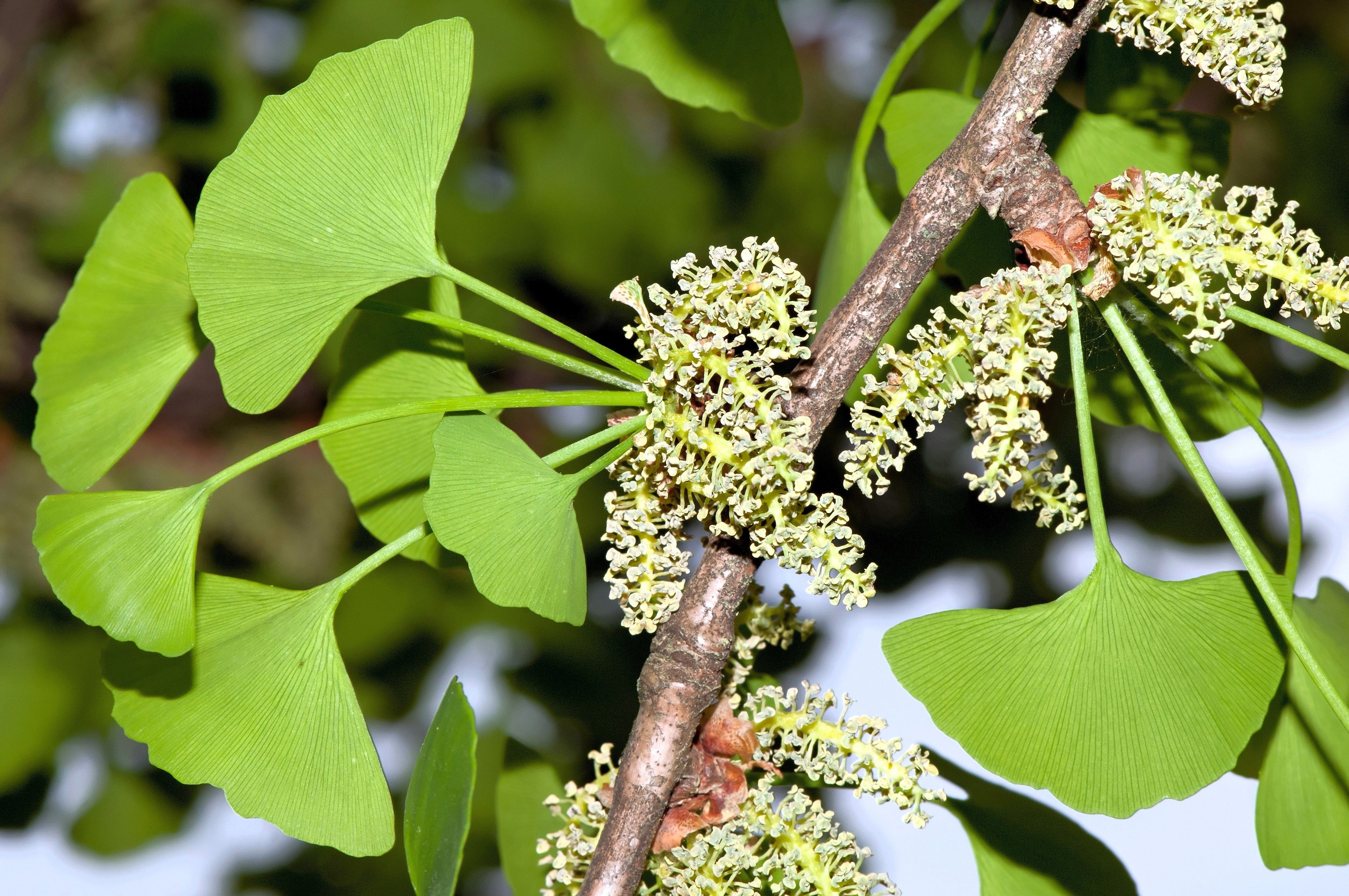 10 GINKGO BILOBA Maidenhair Tree Yellow Fall Orange "Fruit" Herb Seeds