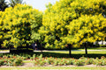 10 GOLDEN RAIN TREE Goldenrain Koelreuteria Paniculata Yellow Flower Seeds