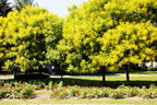 10 GOLDEN RAIN TREE Goldenrain Koelreuteria Paniculata Yellow Flower Seeds