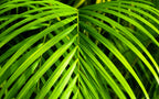 15 PARLOR PALM Neanthe Bella Palm Chamaedorea Elegans Tree Houseplant Seeds