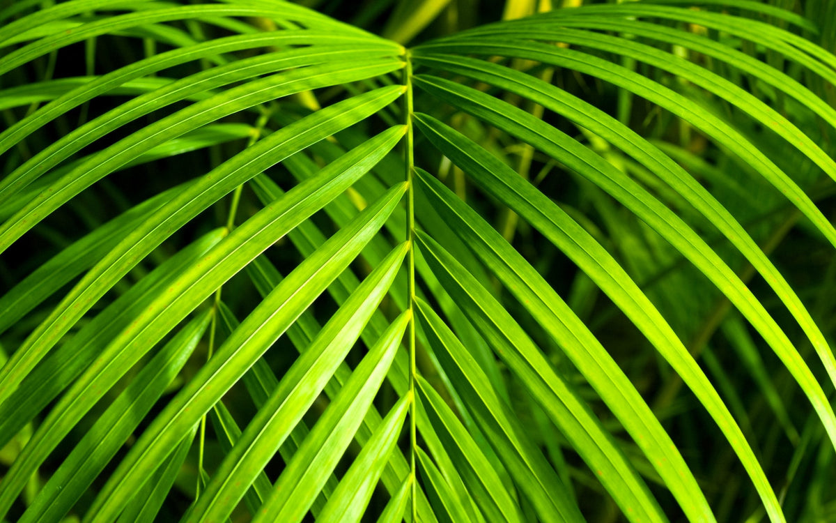 15 PARLOR PALM Neanthe Bella Palm Chamaedorea Elegans Tree Houseplant Seeds