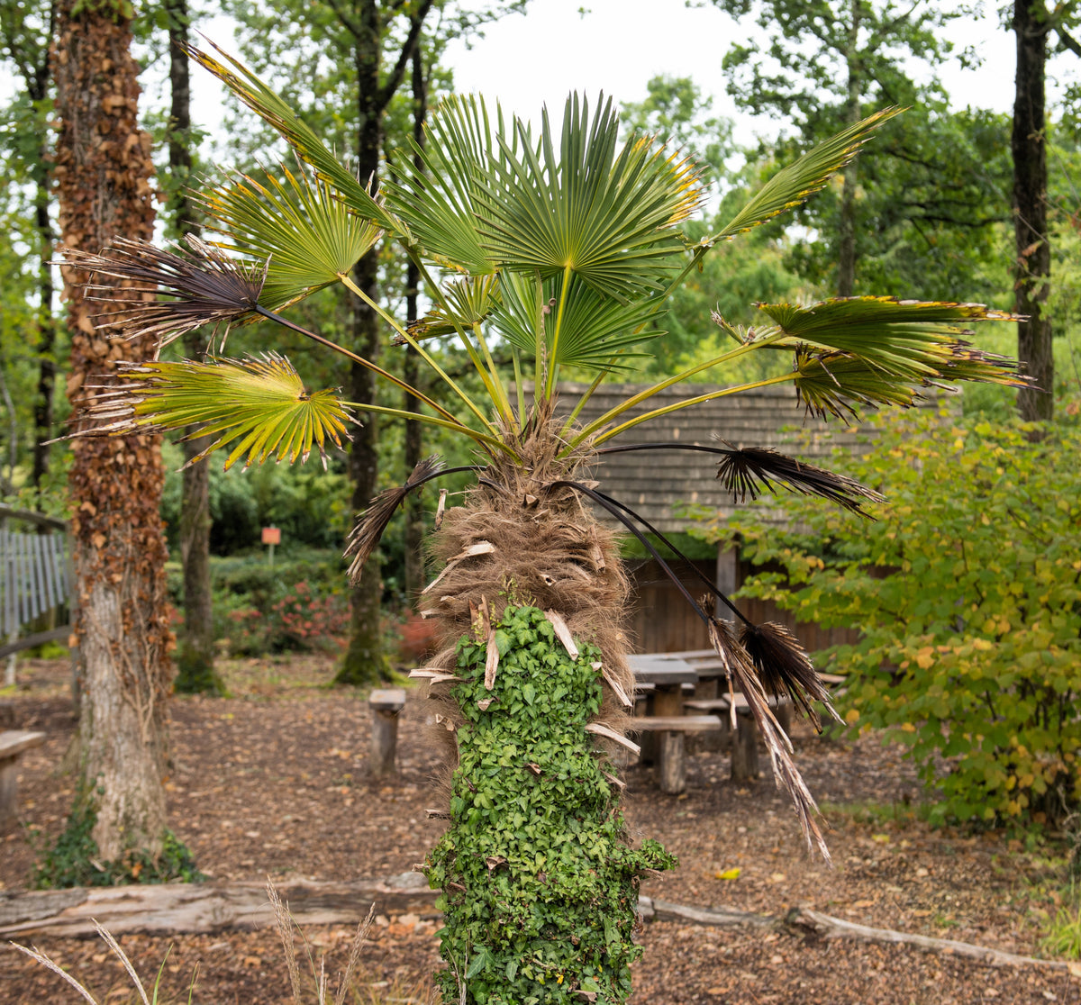 10 WAGNER WINDMILL PALM Dwarf Chusa Trachycarpus Fortunei Wagnerianus Tree Houseplant Seeds