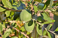 10 PINEAPPLE GUAVA Fruit Acca Guavasteen Brazilian or Fig Guava Feijoa Sellowiana Pink Red Flower Tree Shrub Seeds