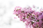 35 Light PINK CREPE MYRTLE Crape Tree Shrub Lagerstroemia Indica Flower Seeds