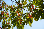 10 ITALIAN PERSIMMON TREE Dateplum Date Plum Fruit Diospyros Lotus Seeds