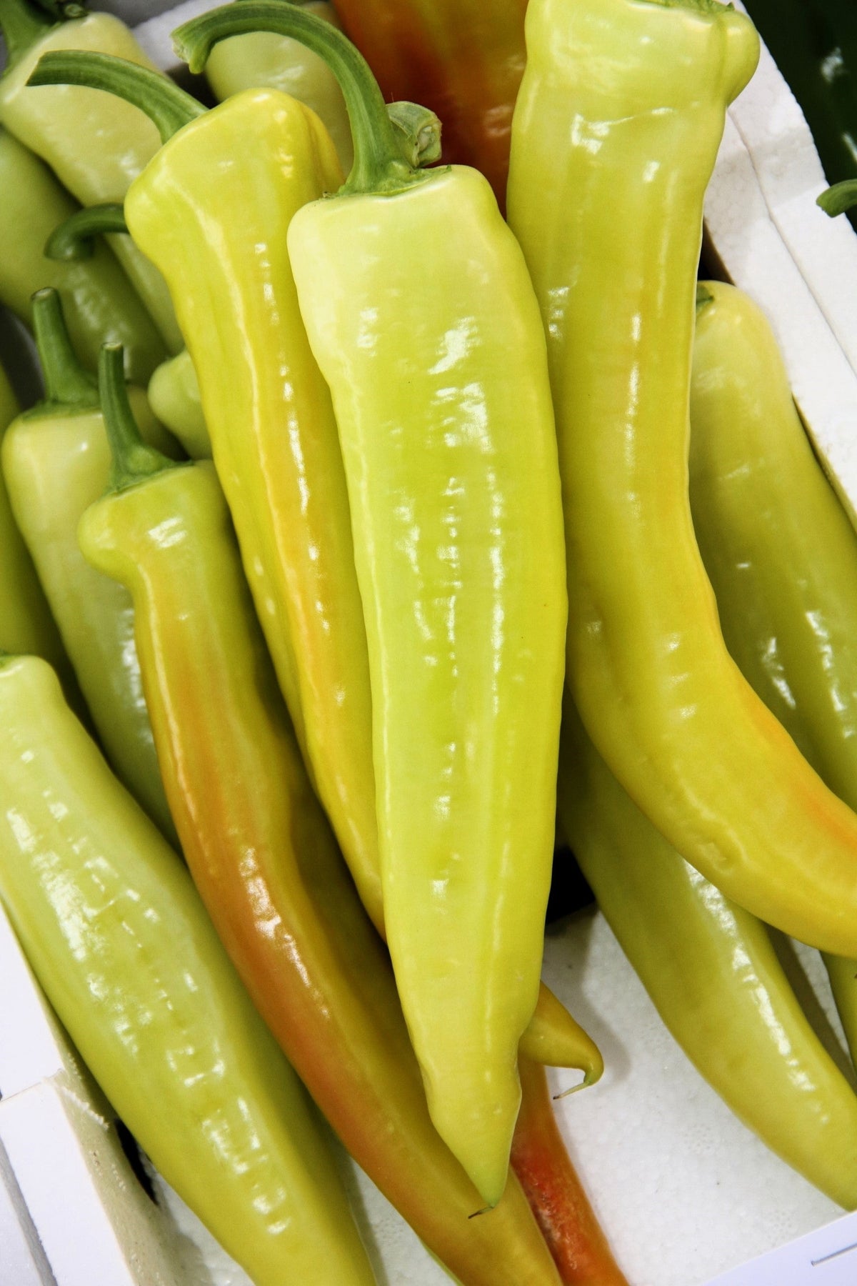 300 HUNGARIAN HOT Wax PEPPER (Hot Banana Pepper) Capsicum Annuum Vegetable Seeds