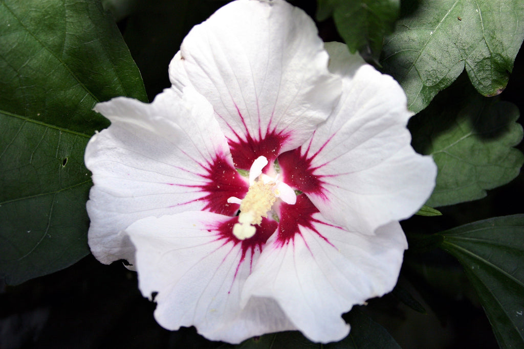25 White & Hot Pink ROSE Of SHARON HIBISCUS Syriacus Flower Tree Bush Seeds