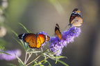25 CHASTE BERRY TREE Vitex Agnus Castus Monk's Pepper Purple Fragrant Flower Seeds