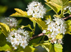 25 FIRE and ICE DOGWOOD Cornus Alba Shrub Tree Variegated Red Bark White Berry & Flower Seeds