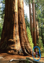 40 GIANT SEQUOIA Sequoiadendron Giganteum Sierra Redwood Tree Seeds