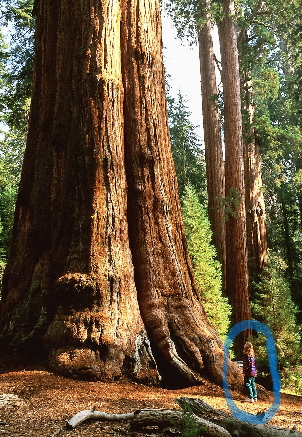 40 GIANT SEQUOIA Sequoiadendron Giganteum Sierra Redwood Tree Seeds