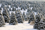 20 DOUGLAS FIR Tree Abies Pseudotsuga Menziesii Christmas Tree Blue Douglas Pine Spruce Native Evergreen Seeds