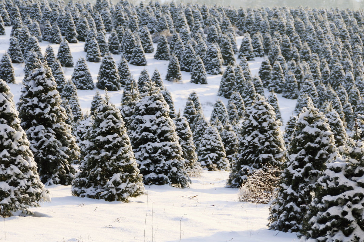20 DOUGLAS FIR Tree Abies Pseudotsuga Menziesii Christmas Tree Blue Douglas Pine Spruce Native Evergreen Seeds