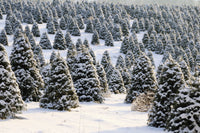 Grow Your Own CHRISTMAS TREE COLLECTION - 4 Gift Packets of Tree Seeds - Fraser Fir, Balsam Fir, Douglas Fir, & Blue Spruce + Free Gift Bag