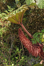 10 GUNNERA INSIGNIS Giant Rhubarb (Leaves up to 6' Wide, Red Flower Spikes to 3') Dinosaur Plant Seeds