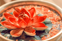 5 BOWL LOTUS Mixed Colors Dwarf Nelumbo Nucifera Aquatic Flower Seeds