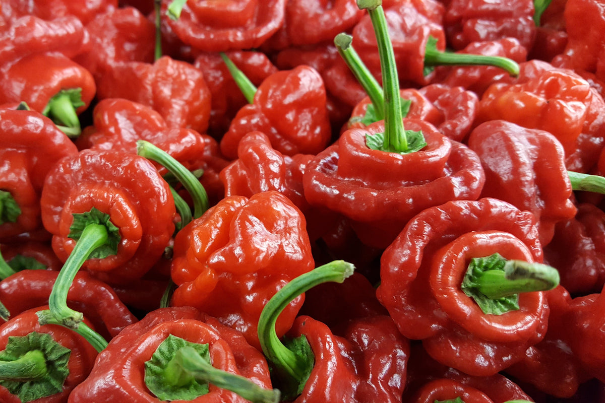 40 Red JAMAICAN HOT PEPPER Capsicum Annuum Scotch Bonnet Vegetable Seeds