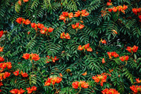 15 Red AFRICAN TULIP TREE (Fire Tree / Flame of the Forest / Fountain Tree) Spathodea Campanulata Seeds