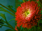 30 Double SCARLET PAEONY ASTER Red Peony Callistephus Flower Seeds
