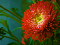 30 Double SCARLET PAEONY ASTER Red Peony Callistephus Flower Seeds