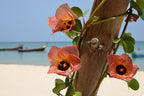 10 PORTIA TREE Yellow Pink Purple Flowers Change Color Pacific Rosewood Tulip Thespesia Populnea Seeds