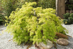 10 WEEPING LACELEAF MAPLE Japanese Acer Palmatum Dissectum Green Yellow Red Tree Seeds