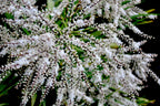 25 BLUE DRACAENA ( Spikes / Broad Leaved Cabbage Tree / Mountain Cabbage ) Cordyline Indivisa Flower Seeds
