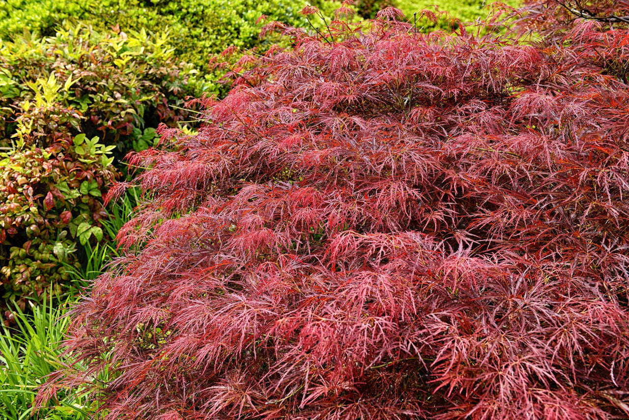 10 Red Dwarf Japanese LACELEAF MAPLE Tree Lace Blood Acer Palmatum Atropurpureum Dissectum Shrub Seeds
