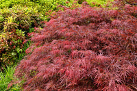 10 Red Dwarf Japanese LACELEAF MAPLE Tree Lace Blood Acer Palmatum Atropurpureum Dissectum Shrub Seeds