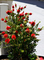 40 CRIMSON BOTTLEBRUSH Callistemon Citrinus Flowering Shrub Bush Small Tree Seeds