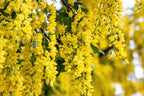 25 SIBERIAN PEASHRUB Caragana Arborescens Peatree Yellow Flower Legume Vegetable Seeds