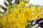 25 SIBERIAN PEASHRUB Caragana Arborescens Peatree Yellow Flower Legume Vegetable Seeds