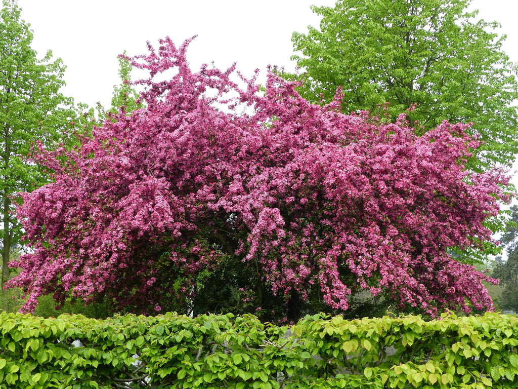 20 ENGLISH HAWTHORN TREE Edible Fruit Flower Mayflower Crataegus Laevigata Seeds