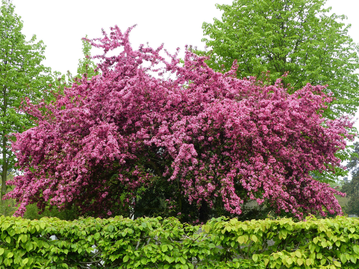20 ENGLISH HAWTHORN TREE Edible Fruit Flower Mayflower Crataegus Laevigata Seeds